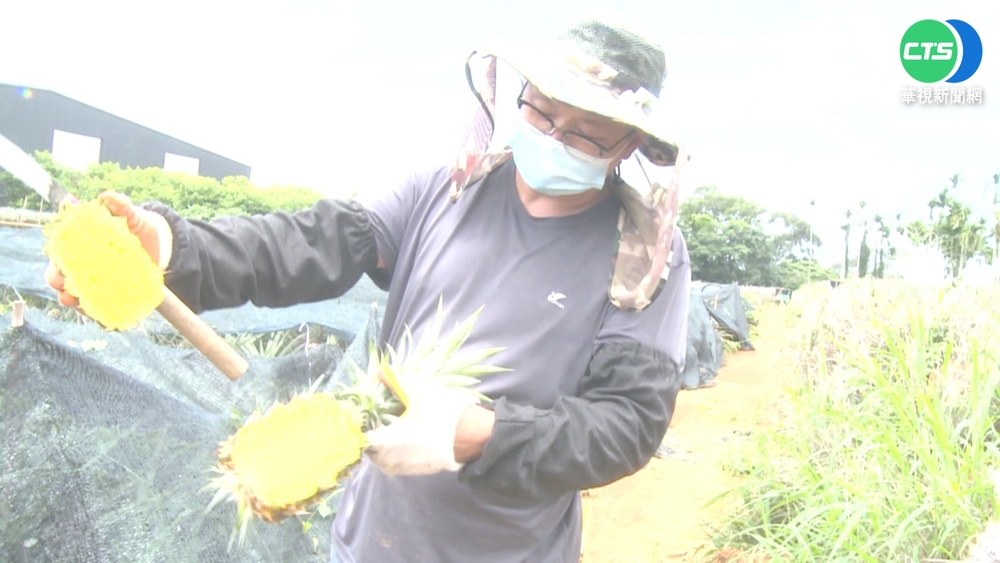 連日大雨強襲 芬園鳳梨"喝太多"撐爆