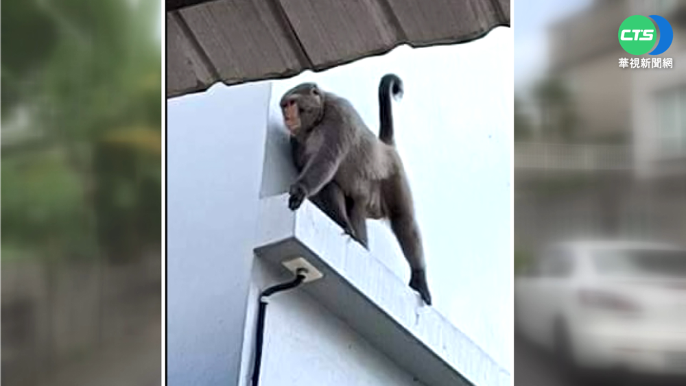 獼猴闖民宅爆"密室大戰" 捉捕員遭狠咬傷