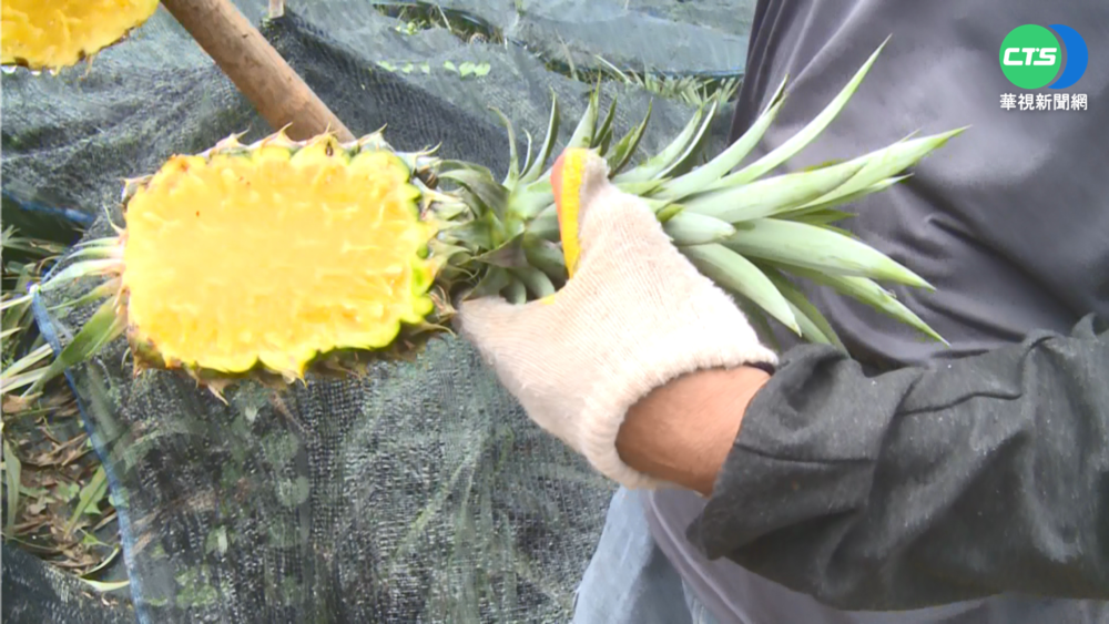 連日大雨強襲 芬園鳳梨"喝太多"撐爆