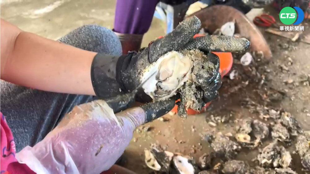 進口大量便宜越南蚵 衝擊本土價格慘跌