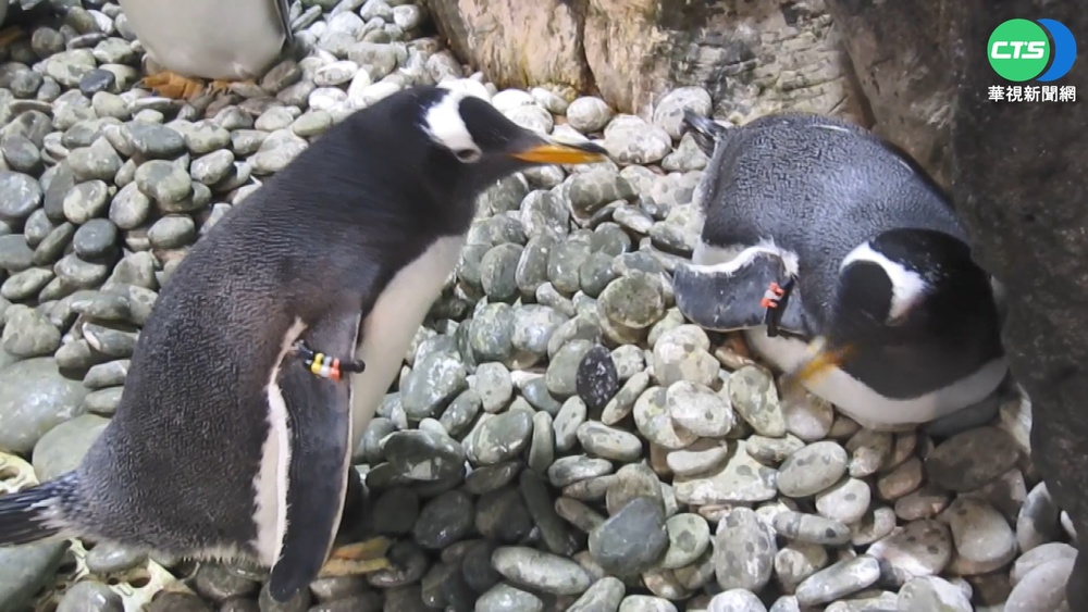 屏東海生館人潮減 遊客另類"包場吹冷氣"