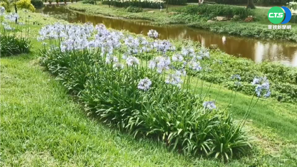金門鐵炮百合綻放"花期2周" 端午樂賞花!