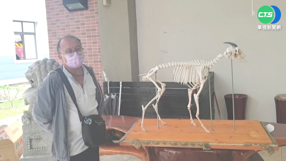 長鬃山羊標本遭竊3個月 警翻山越嶺抓賊