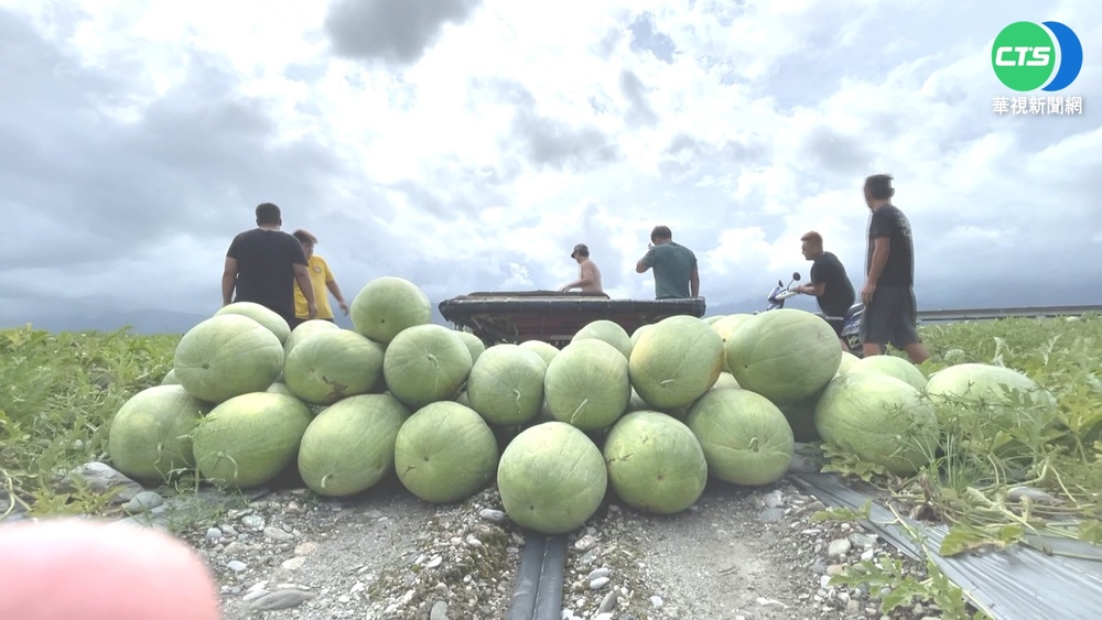 等級分類全靠他! 西瓜鑑定師全台跑透透