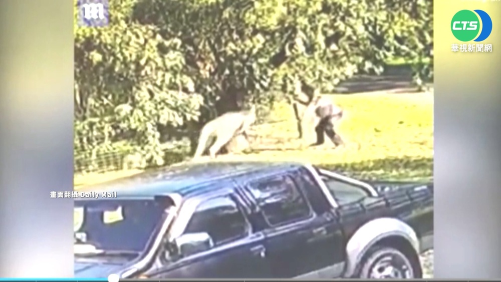 勇護愛犬!慘遭袋鼠追打 街頭格鬥對決