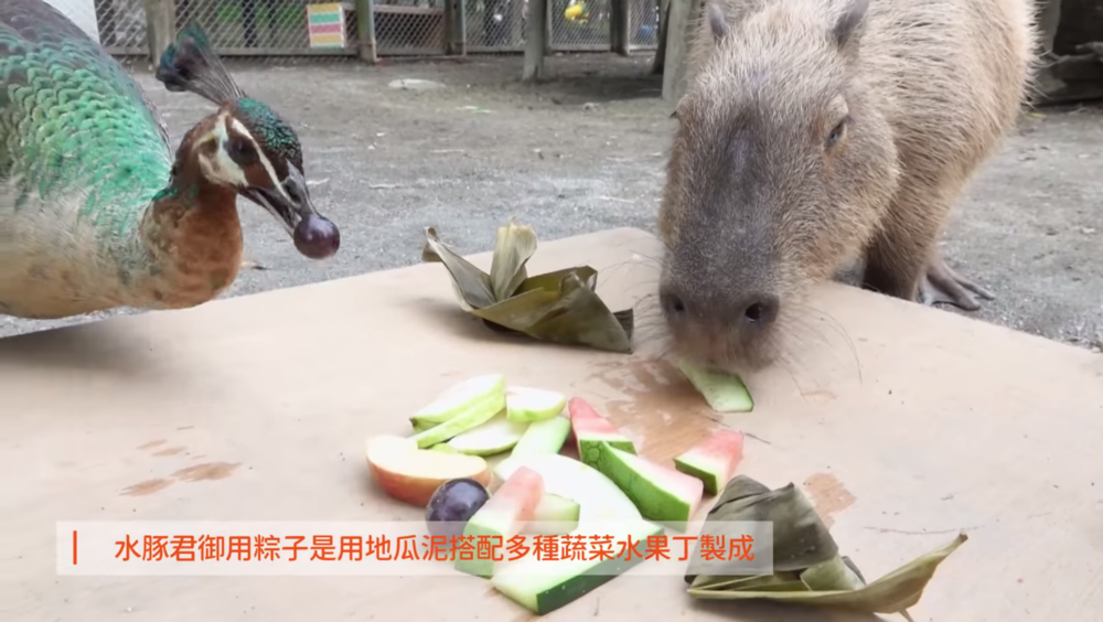 水豚吃粽子(圖/翻攝頑皮世界臉書)