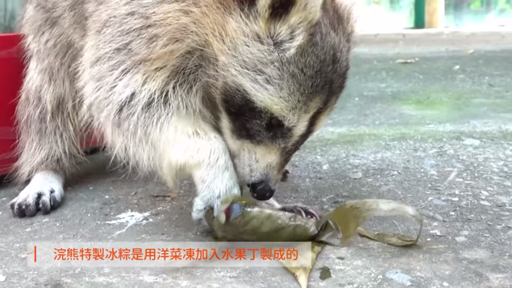 浣熊吃粽子(圖/翻攝頑皮世界臉書)