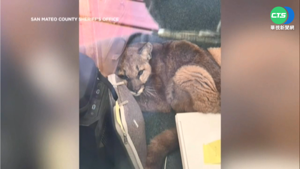 山獅闖校園躲教室桌下! 嚇壞美中學師生