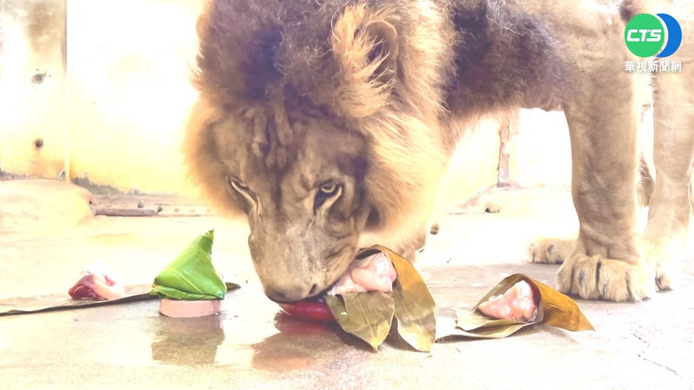 壽山動物園慶端午! 明星們搶吃"特製粽"