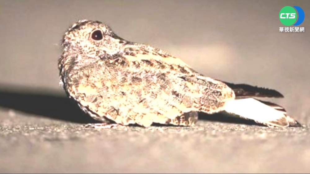 花蓮住宅區夜鶯"啼叫整晚" 居民難入眠!