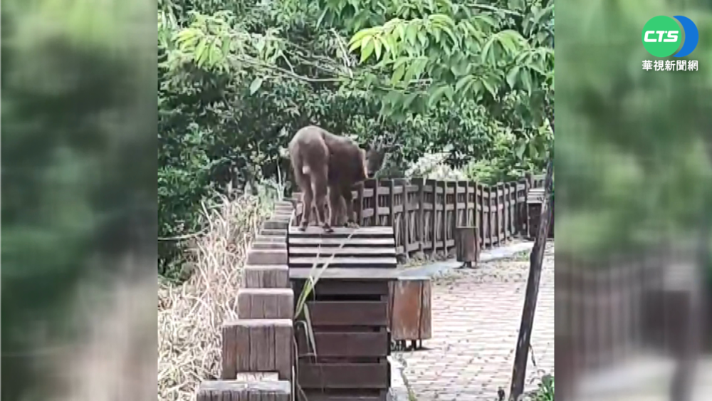 野山羊現太平山遊樂區 站垃圾桶狂嗑宵"葉"
