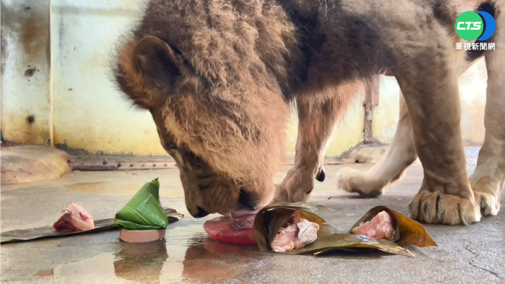 動物樂慶端午! 團團.圓圓吃"冰粽"消暑氣