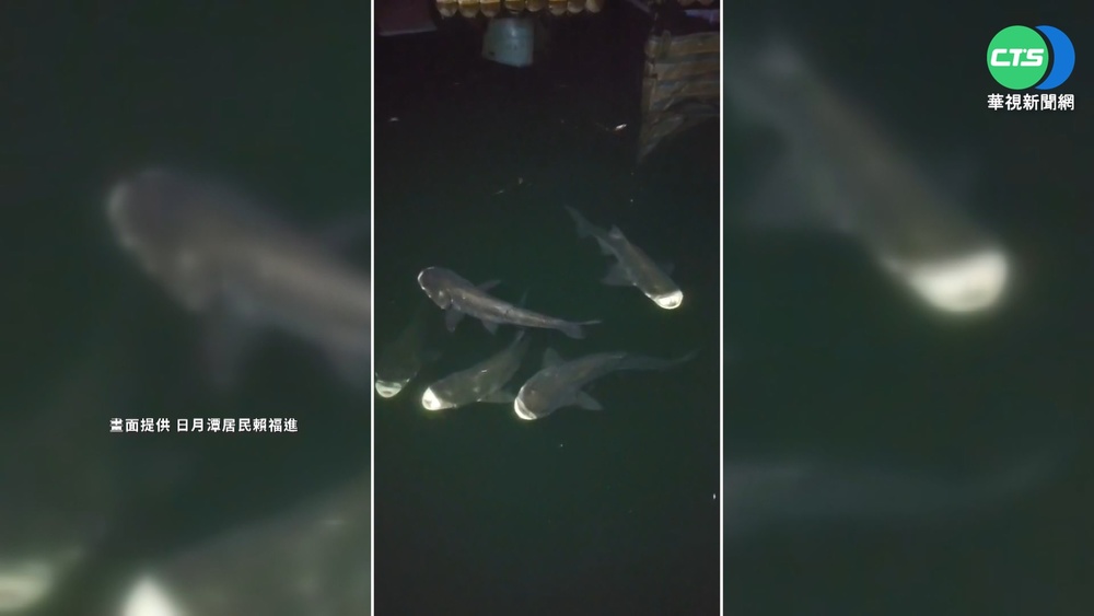 日月潭大頭鰱水面"透氣" 引民眾揣測