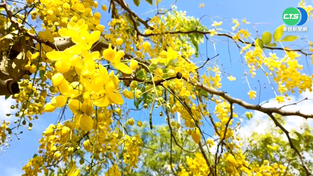 雲林"阿勃勒"黃金花海盛開 民眾湧祕境搶拍