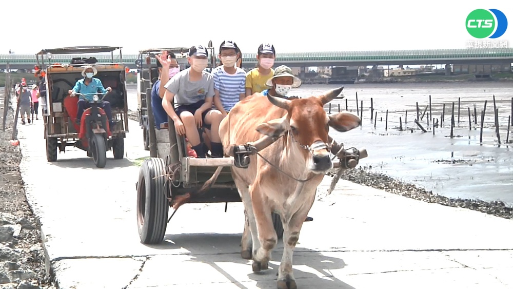 彰化芳苑體驗"海牛文化" 端午遊客僅3成