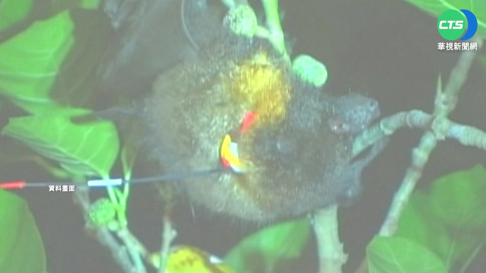 瀕臨絕種! 花蓮菁華橋取消光雕護台灣狐蝠