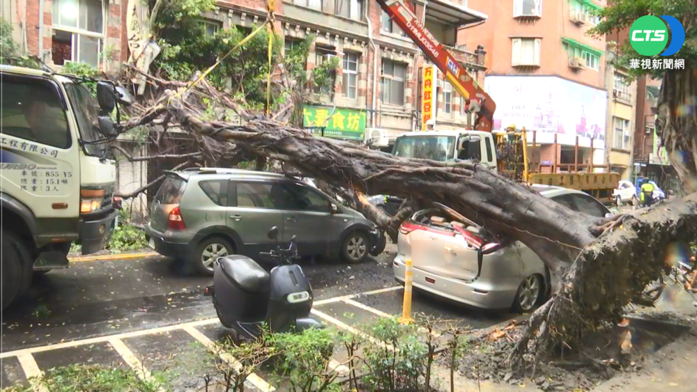 北市連2日路樹倒! 公燈處:褐根病造成