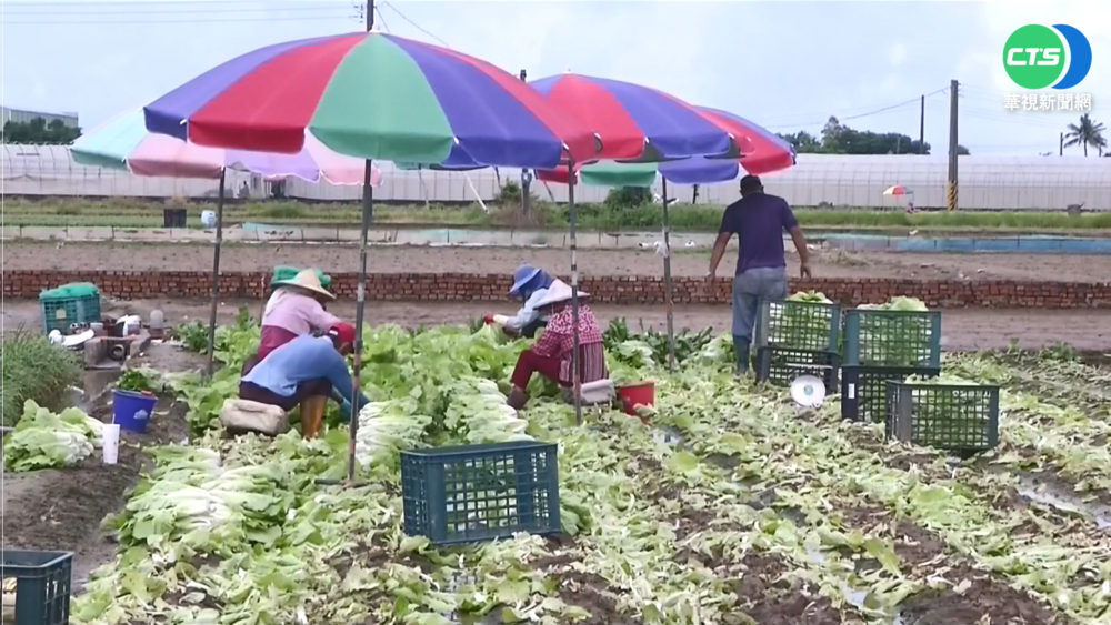 暴雨+烈日菜易爛! 農民趁雨停急搶收