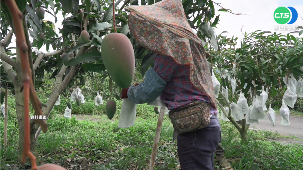農委會推移工"體驗農事" 遭質疑"合法黑工"