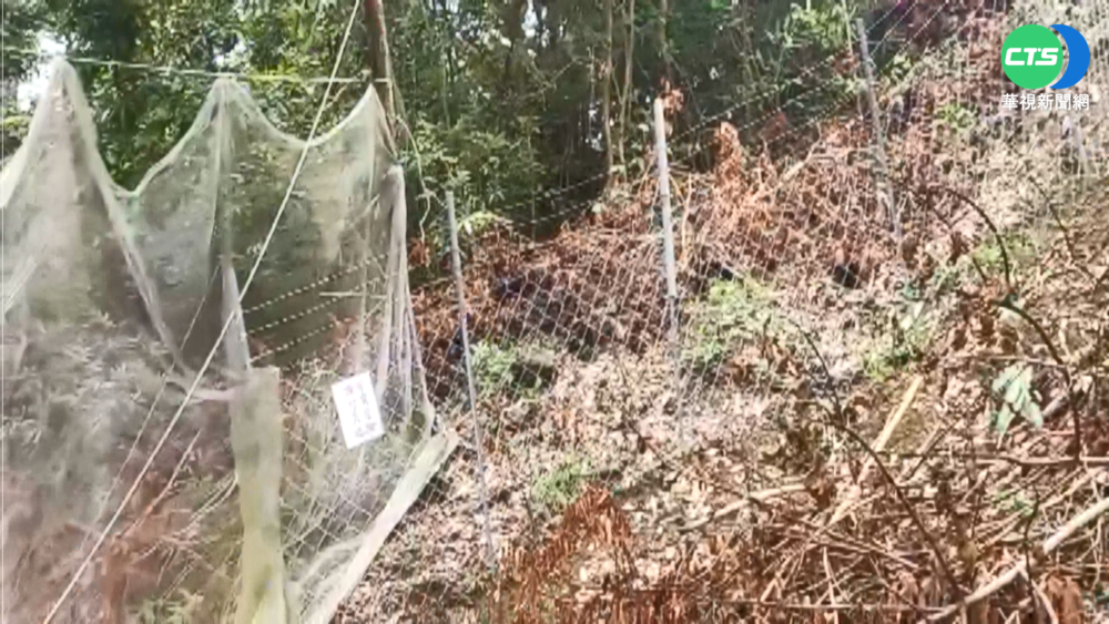 大雨巡果園 高雄果農疑誤觸電網亡