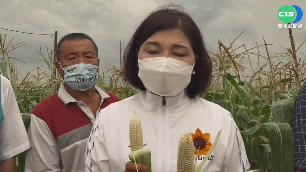 授粉期遇大雨! 玉米成長狀況差變"短小"