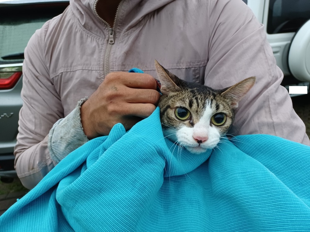 寵物貓出遊受驚！驚險掉落懸崖「卡藤蔓」喵喵叫