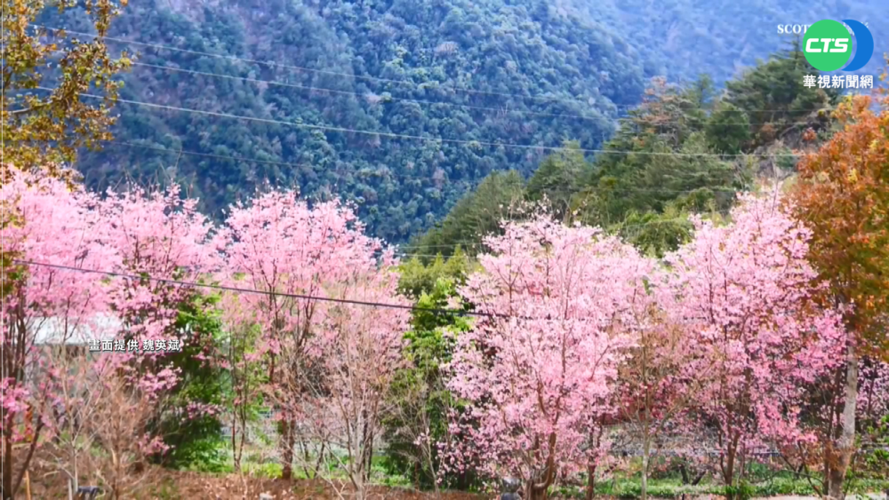 族人快篩陽增加! 司馬庫斯自主休園10天