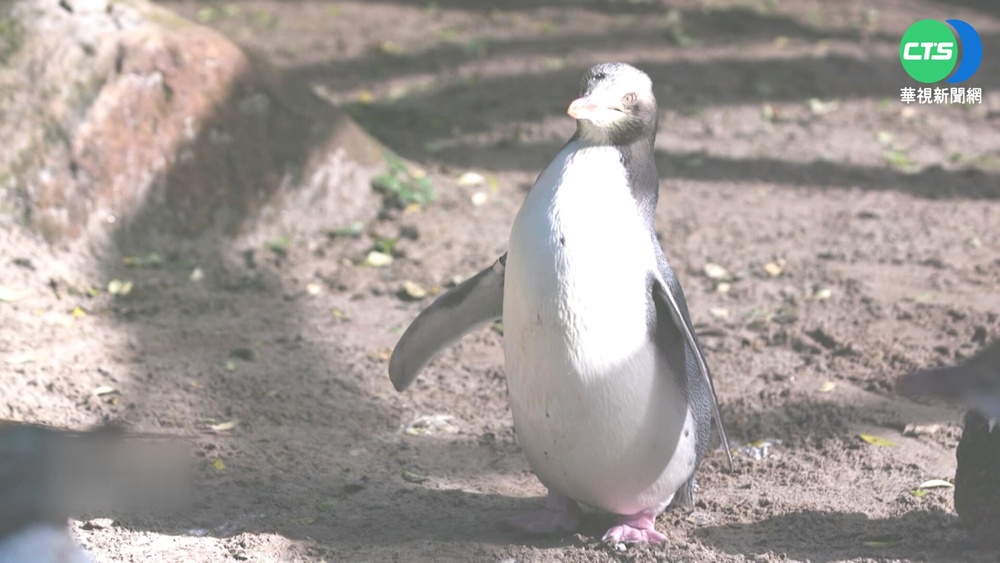 氣候變遷衝擊棲地 紐西蘭企鵝復育挑戰增