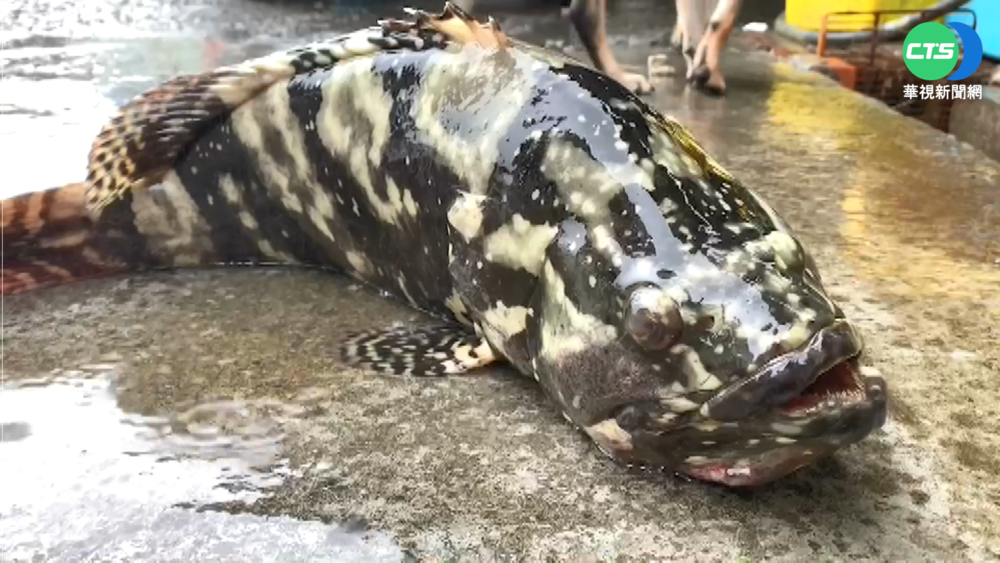 中國禁台灣石斑 養殖戶崩潰:年損2千萬