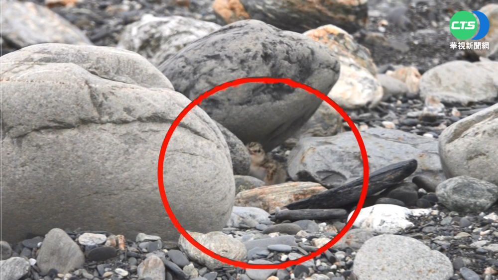 保育小燕鷗產卵育雛 大機具吊消波塊守護