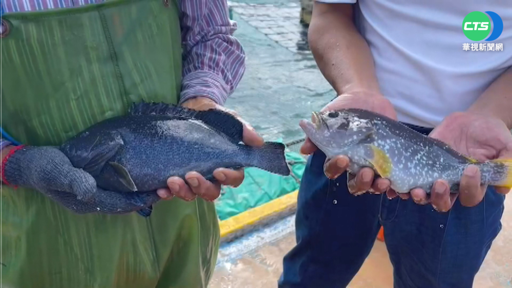 中國封殺台灣石斑! 農委會三政策護漁民