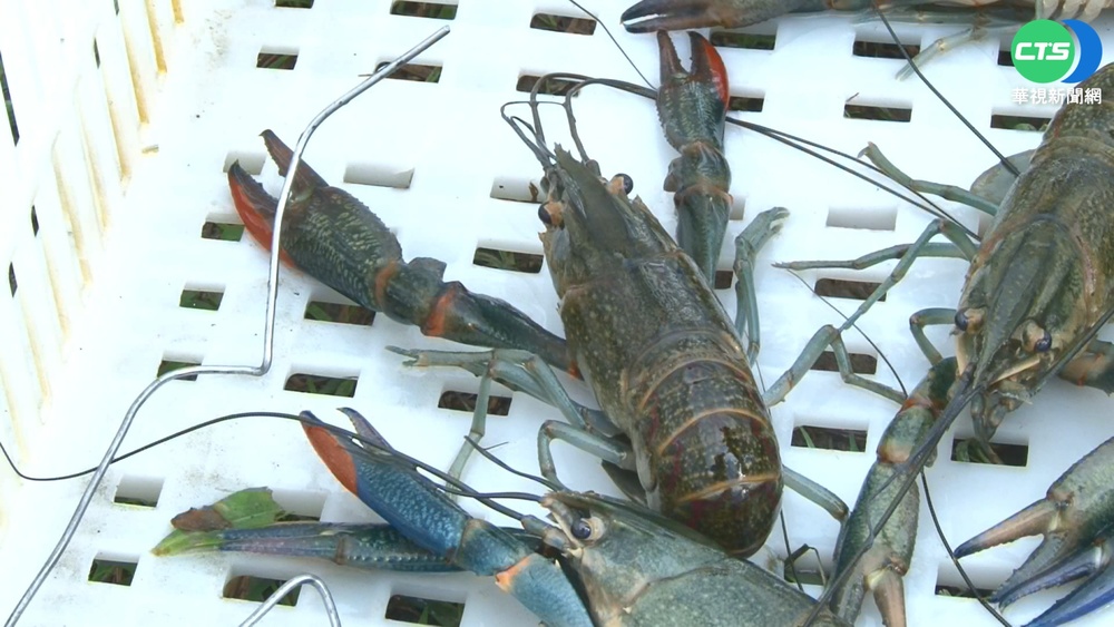 新竹護城河"小龍蝦大軍" 恐危害生態環境