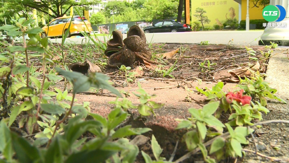 高雄整夜飄刺鼻惡臭! 凶手竟是"掌葉蘋婆"