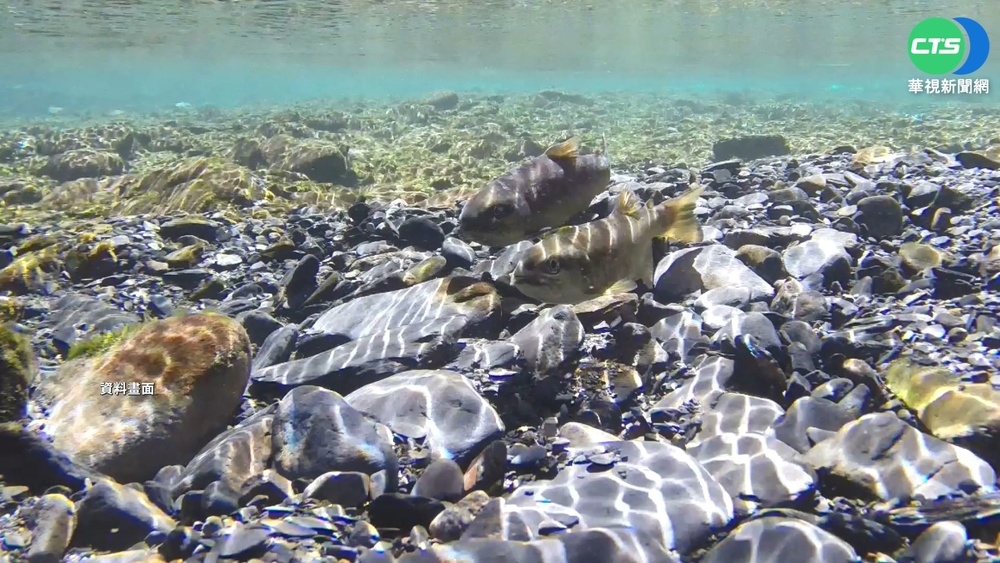 釣櫻花鉤吻鮭PO網炫耀 男違動保法送辦