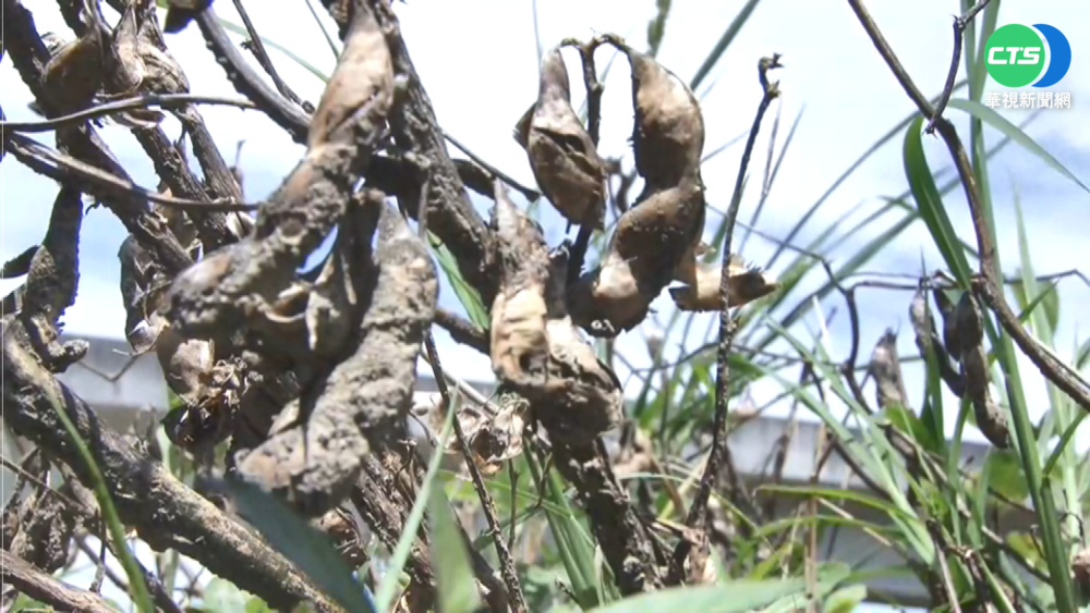 「毛豆.黑豆有何關係?」 黃偉哲差點被考倒