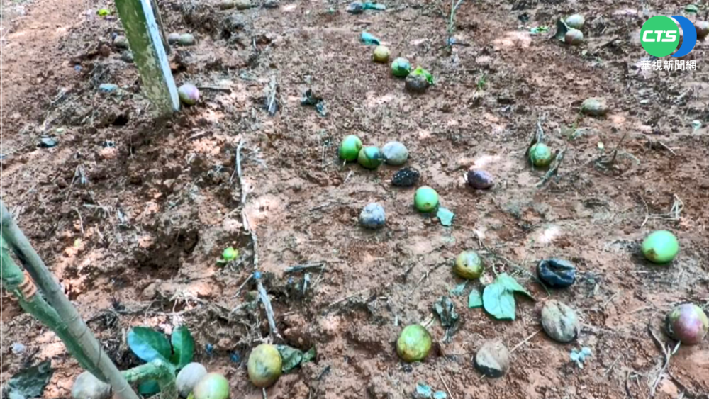 大雨害百香果成"空包彈" 估剩40%能收成