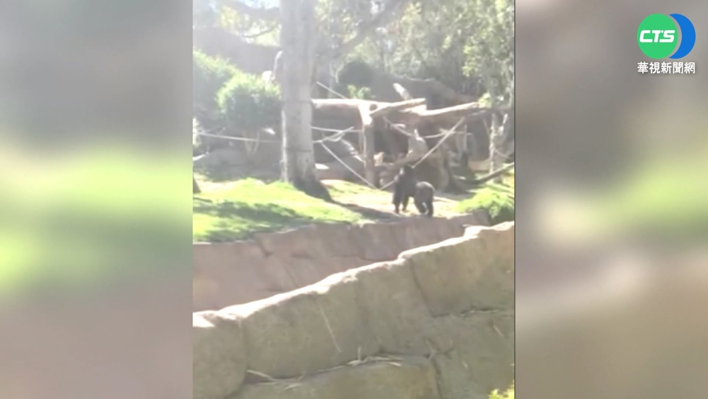 "迷途狗"誤闖動物園 大猩猩狂奔追逐
