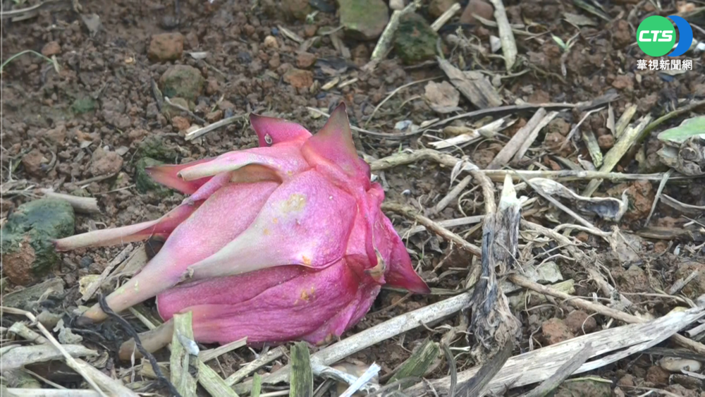 【台語新聞】避免雨災傷害 名間火龍果農自創護果法