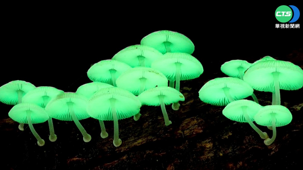 雨後現身! "螢光菇"冒神秘綠光如小精靈