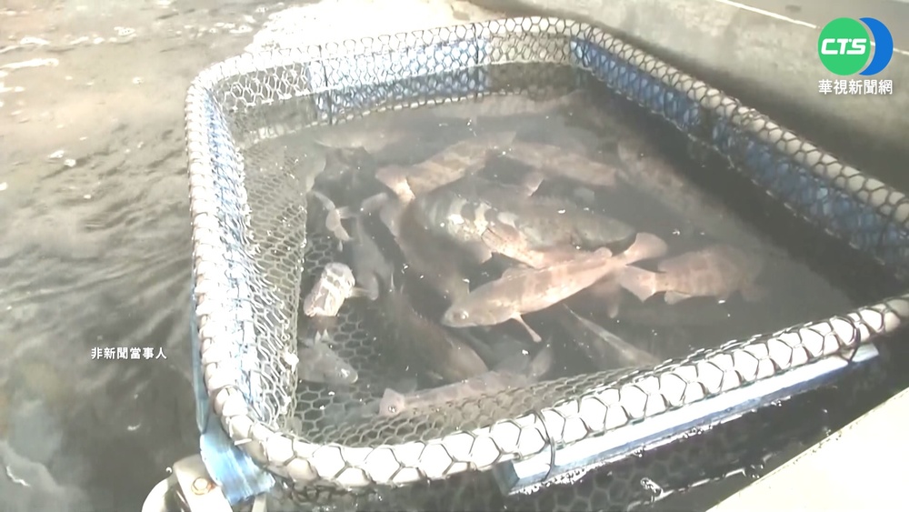 中國禁止台灣石斑魚 農委會抽檢:全數合格!