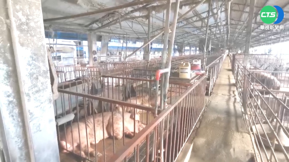 太陽能光電豬舍設備爆炸! 2千頭豬遭電死