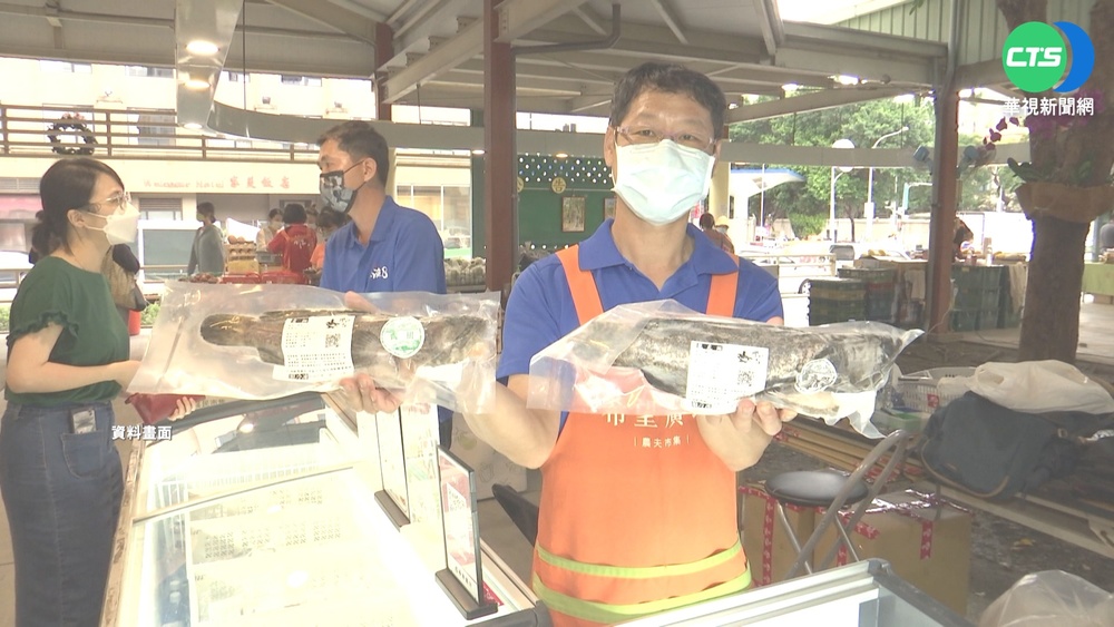 砸8億救石斑魚! 農委會推內外銷獎勵措施