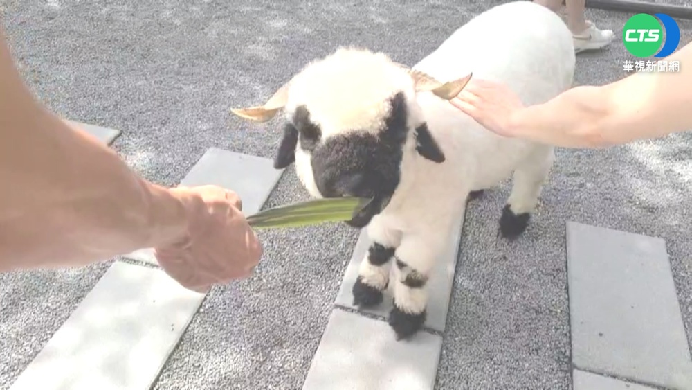 就愛這味! "笑笑羊"聞尿竟露謎之微笑