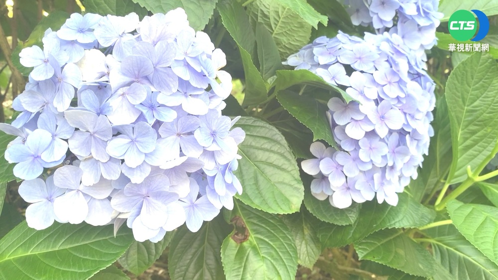 金針山繡球花綻開 遊客少5成賞花不用擠