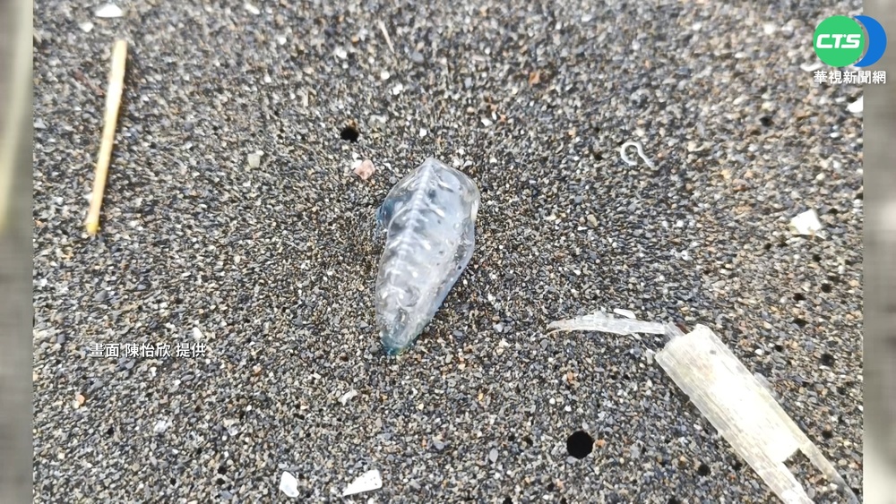 嚇!茄萣海岸公園見"僧帽水母" 世界第3毒