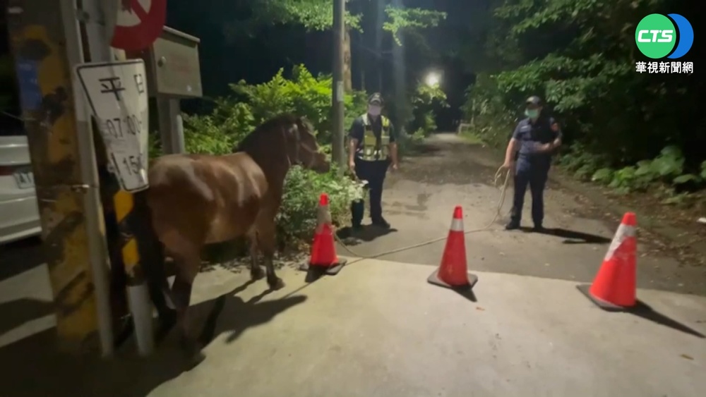 迷你馬"巧克力"偷溜逛大街 警費心誘導回家