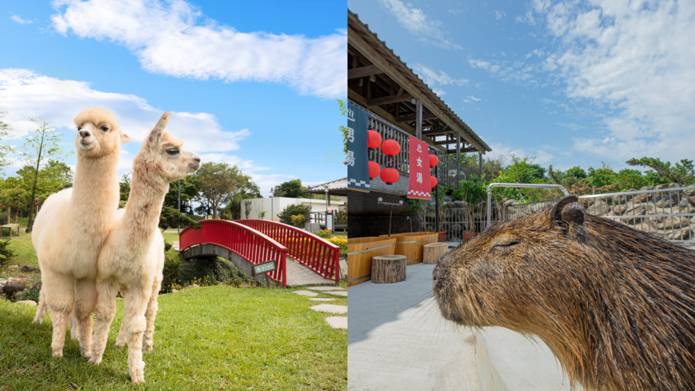 超萌動物互動（圖／業者提供）