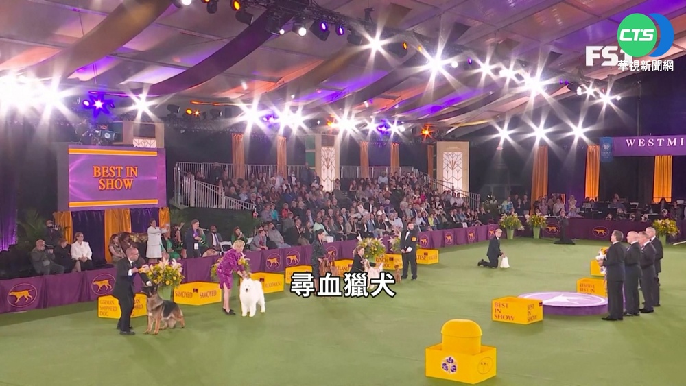 狗界奧斯卡! 獵犬"小喇叭"西敏犬展奪冠