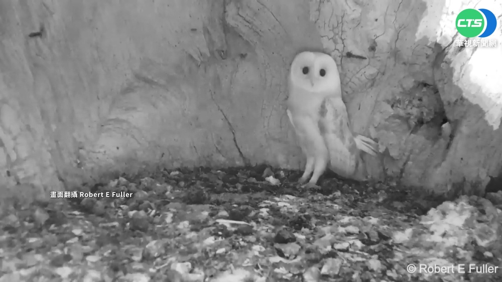 貓頭鷹被雷嚇倒退嚕 萌樣吸2400萬次觀看