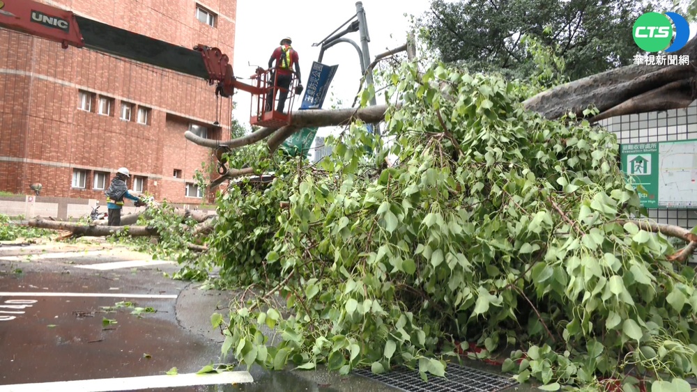 雷雨彈狂炸 北市老樹斷裂砸破擋風玻璃